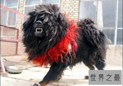​世界上最厉害的狗,鬼脸藏獒危险度堪比猛兽(危险暴躁)