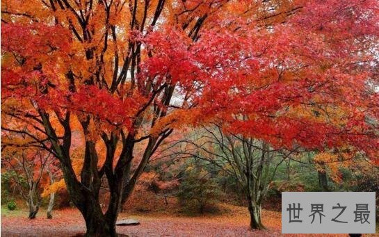 世界上最甜的树槭树,含糖量高达85%(比蜜还甜)