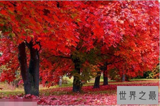 世界上最甜的树槭树,含糖量高达85%(比蜜还甜)