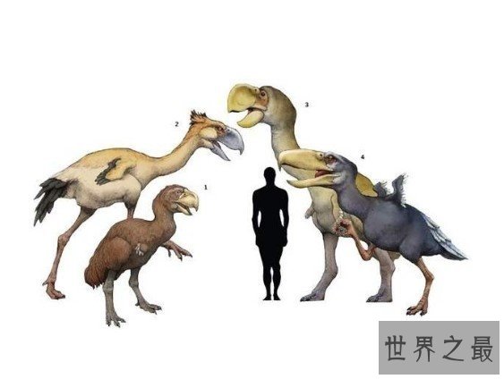 史上最大的鸟类,身高3米,重达400公斤