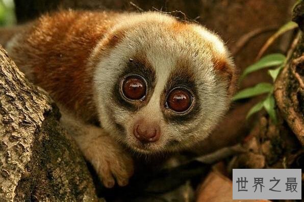 世界唯一一种毒猴蜂猴,长相萌萌哒却无法成为宠物