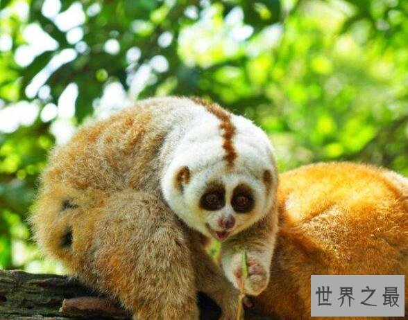 世界唯一一种毒猴蜂猴,长相萌萌哒却无法成为宠物