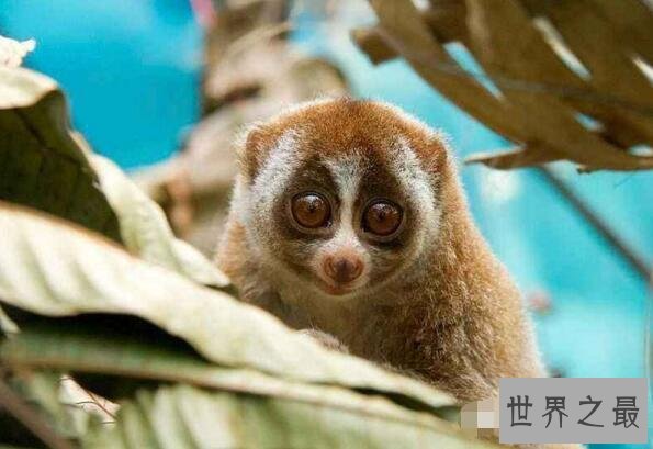 世界唯一一种毒猴蜂猴,长相萌萌哒却无法成为宠物