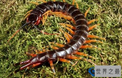 ​世界上最大的蜈蚣，被它咬伤后果不堪设想（长62厘米）