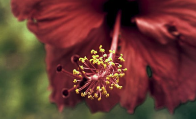 ​借呗自己关掉了还可以开吗 蚂蚁借呗关闭了的用户还能再开吗 我的蚂蚁借呗降低