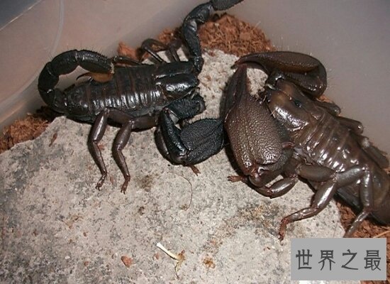 民间传说中的五毒是哪五毒呢 毒性非常的蜘蛛却不在五毒之中