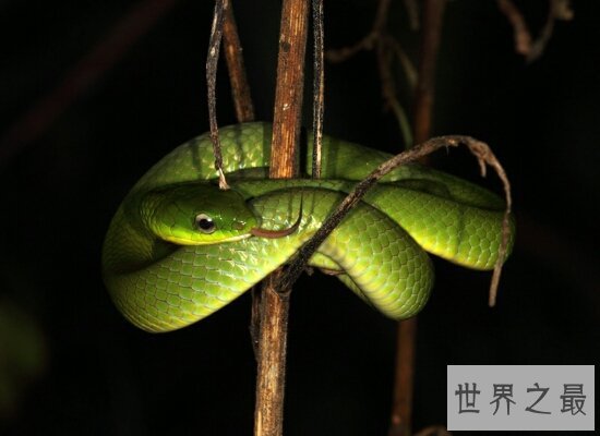 民间传说中的五毒是哪五毒呢 毒性非常的蜘蛛却不在五毒之中