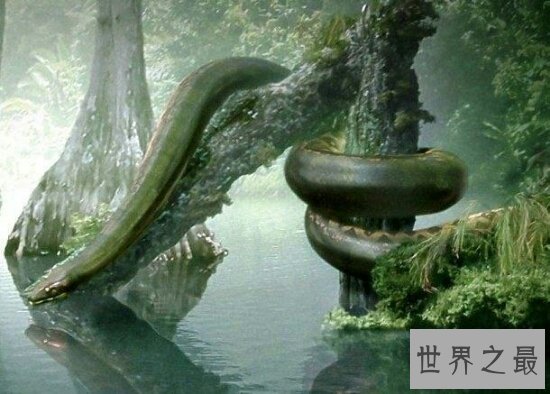 泰坦巨蟒的身体非常长,竟然达到了50.75米