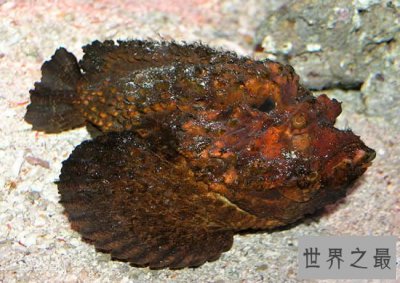 ​世界上最丑陋最毒的鱼，石头鱼(世界十大毒王之一)