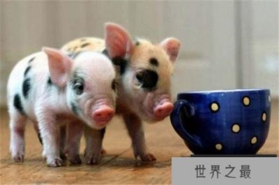 ​世界上最贵的宠物猪，茶杯猪身价达7000元