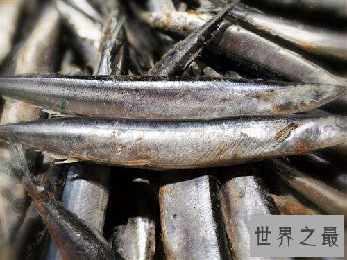 凤尾鱼能食用吗？它是传说中的孔雀鱼吗？