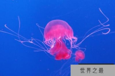 ​世界上十大剧毒水母 箱形水母居第四
