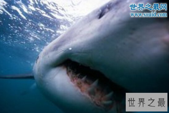 世界上最大的虎鲨,澳大利亚虎鲨(重达1251斤)