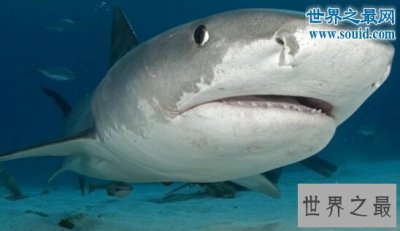 ​世界上最大的虎鲨，澳大利亚虎鲨(重达1251斤)