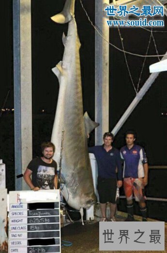 世界上最大的虎鲨,澳大利亚虎鲨(重达1251斤)