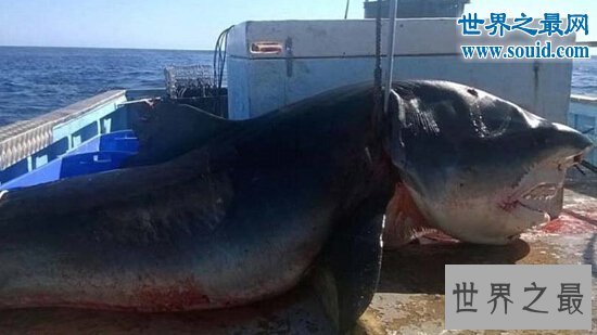 世界上最大的虎鲨,澳大利亚虎鲨(重达1251斤)