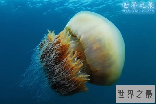 世界上最大的水母,越前水母(有毒但可以吃)