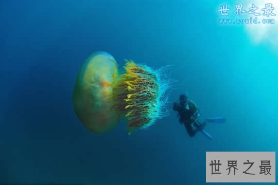 世界上最大的水母,越前水母(有毒但可以吃)