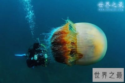 ​世界上最大的水母，越前水母(有毒但可以吃)
