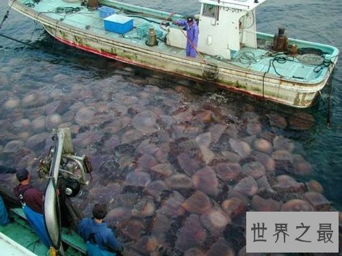 世界上最大的水母,越前水母(有毒但可以吃)