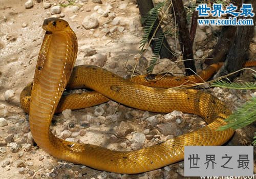 世界十大神奇的黄金生物,身体含有24K纯金