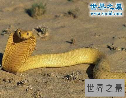 世界十大神奇的黄金生物,身体含有24K纯金