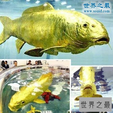 世界十大神奇的黄金生物,身体含有24K纯金