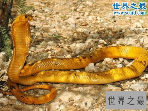 世界十大神奇的黄金生物,身体含有24K纯金