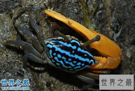 世界上最会变色的螃蟹,招潮蟹(一天变色8次)