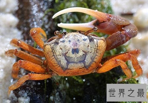 世界上最会变色的螃蟹,招潮蟹(一天变色8次)
