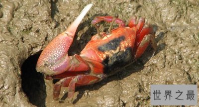 ​世界上最会变色的螃蟹，招潮蟹(一天变色8次)