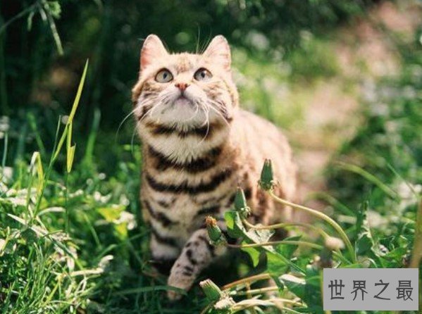 世界上最小的猫类,战斗力可是绝对一流