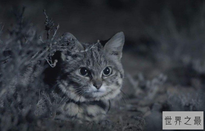 世界上最小的猫类,战斗力可是绝对一流