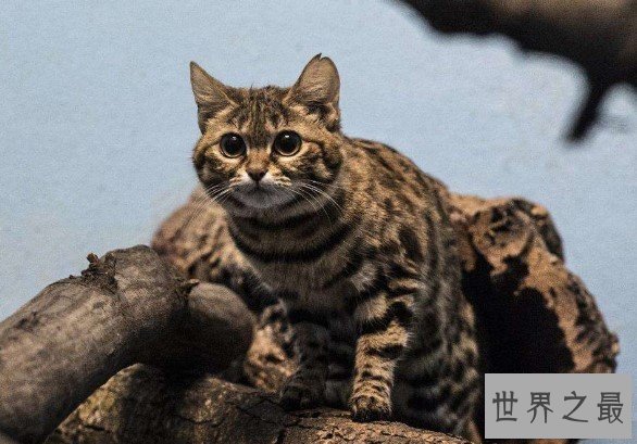 世界上最小的猫类,战斗力可是绝对一流