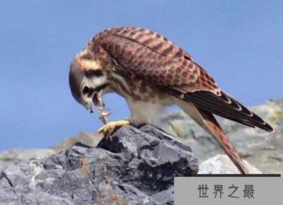 ​美国最小的猛禽：美洲隼为一夫一妻制