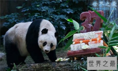 ​寿命最长的熊猫，37岁(相当于人类111岁)