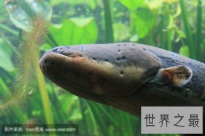 ​食人鱼的天敌是电鳗 电鳗的威力有多大