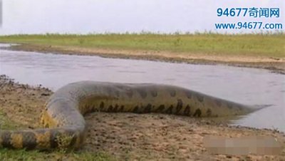 ​世界上最长的蛇有多长?四川惊现55米洪荒巨蟒(图)
