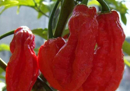 娜迦毒蛇,不是蛇而是世界上最辣的辣椒