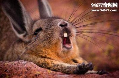 ​世界上最奇葩的动物，海狸鼠乳头长在背上(五颜六色)