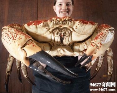 ​世界上最重的螃蟹，澳洲皇帝蟹体重72斤(蟹中之皇)