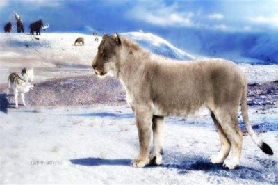 ​美洲拟狮：冰河时代的巨无霸（和狮子没有太多关系）