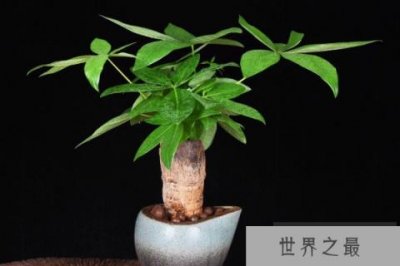 ​卧室养什么植物旺财，卧室放什么植物最旺财又健康