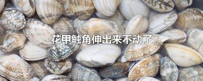 ​花甲触角伸出来不动了是好的吗? 花甲触角伸出来不动了怎么烧