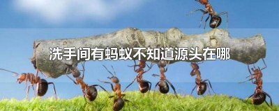 ​洗手间有蚂蚁不知道源头在哪怎么办视频 洗手间有蚂蚁是怎么回事