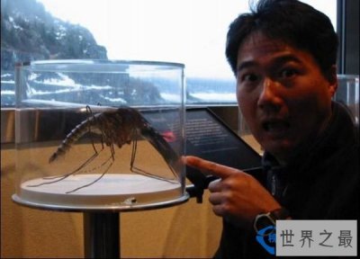​世界上最大的蚊子：金腹巨蚊 比一般蚊子大十倍左右