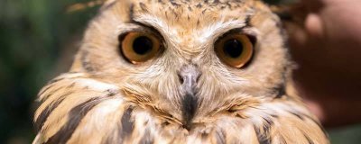 ​嬲嫐怎么读 号鸟鸮怎么读雪鸮