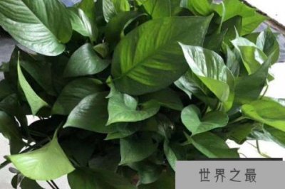 ​去甲醛最好的10种植物：白鹤芋上榜，绿萝排榜首