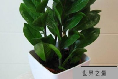 ​客厅适合摆放的十大植物：金钱树居榜首