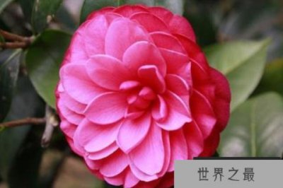 ​中国十大极品名贵茶花，十八学士荣获冠军